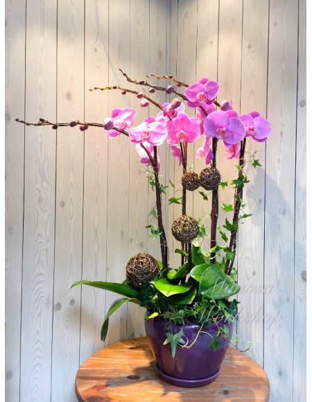 OR507 - 4菖粉紅色蝴蝶蘭,植物及陶瓷花盆